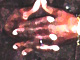 tiger.jpg