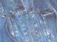 tigerdenim.jpg